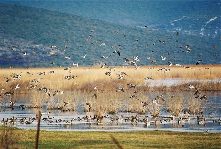 Vransko jezero, Vögel